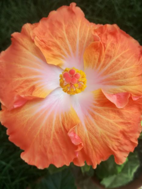  - Hibiscus