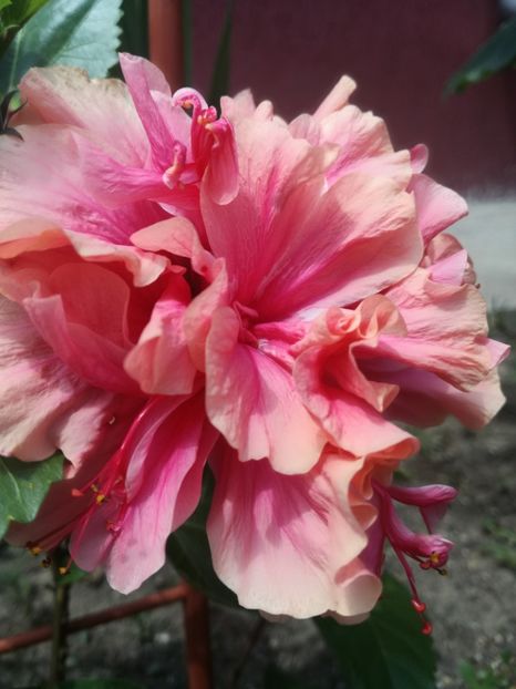  - Hibiscus