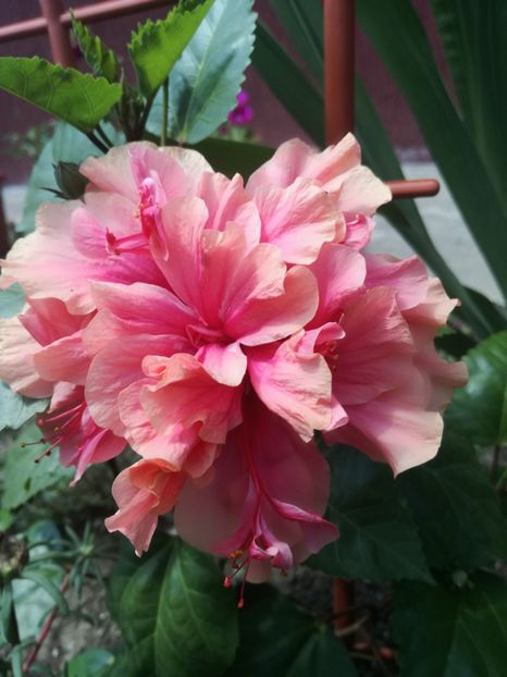  - Hibiscus