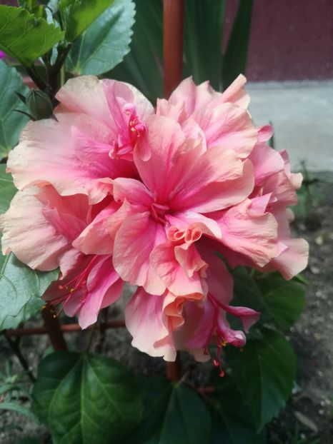  - Hibiscus
