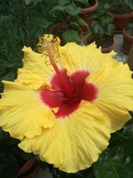  - Hibiscus
