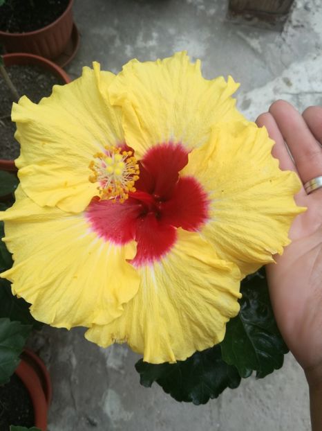  - Hibiscus