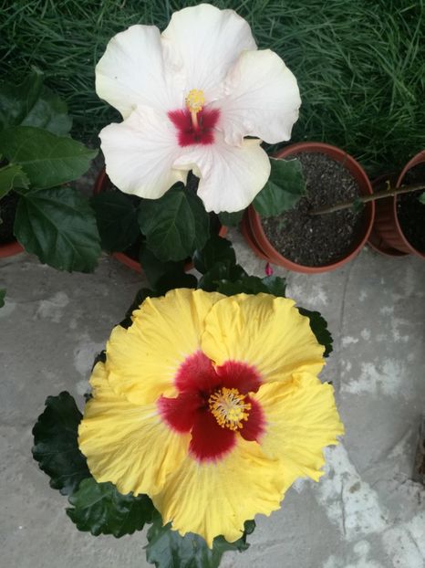  - Hibiscus