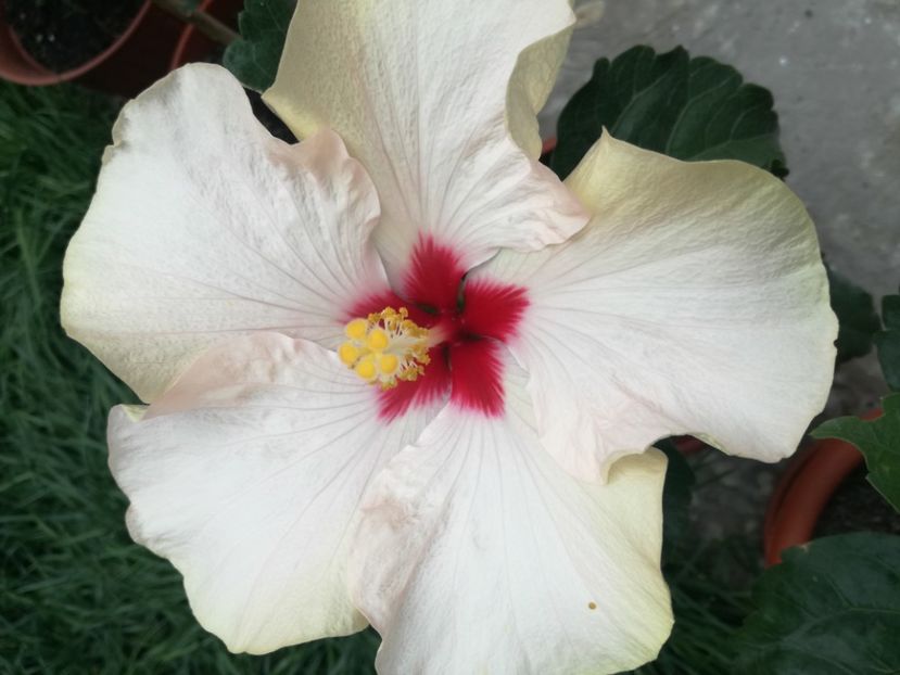  - Hibiscus