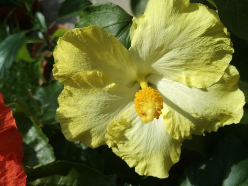  - Hibiscus