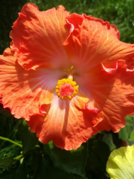  - Hibiscus