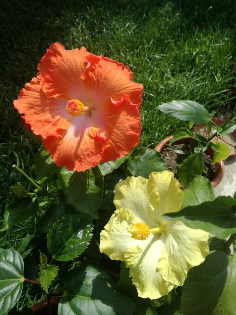  - Hibiscus