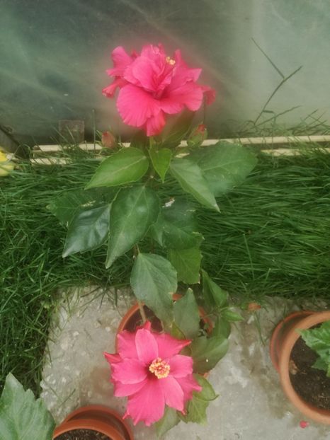  - Hibiscus