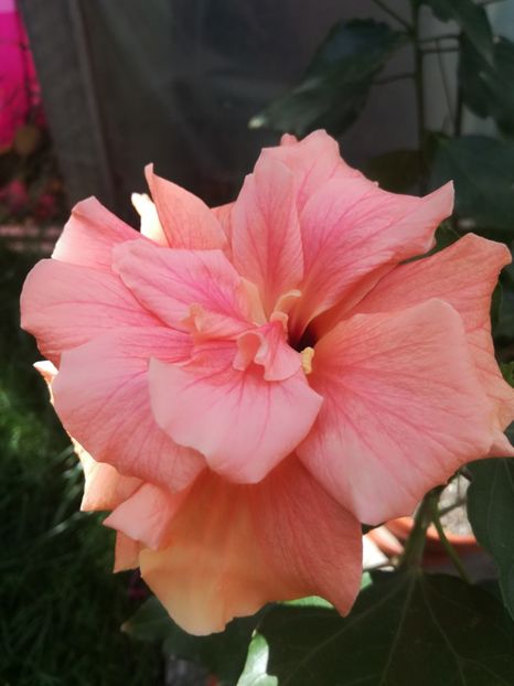  - Hibiscus