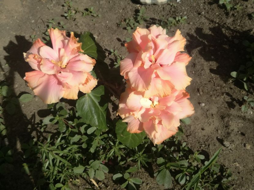  - Hibiscus