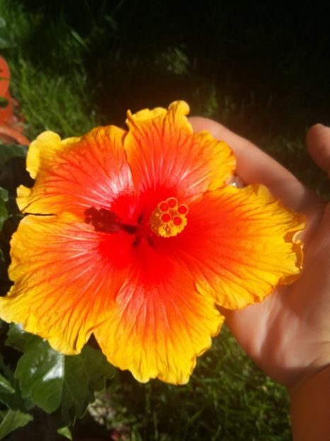  - Hibiscus