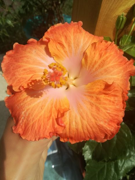  - Hibiscus