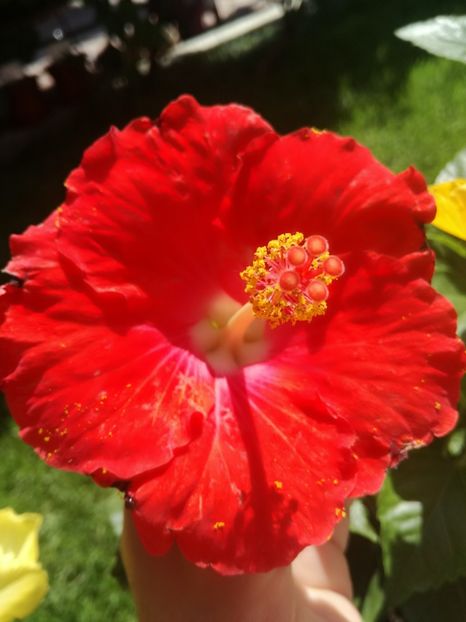  - Hibiscus