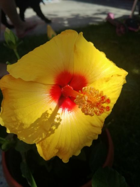  - Hibiscus