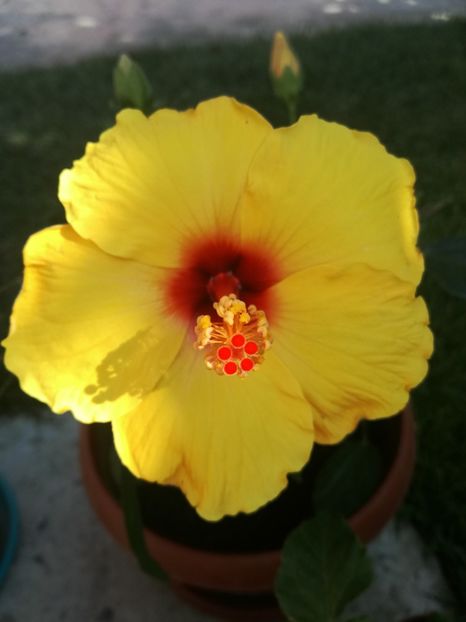  - Hibiscus