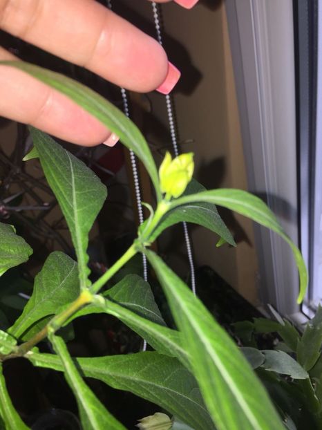 KPMD5299 - FLORILE MELE 2018