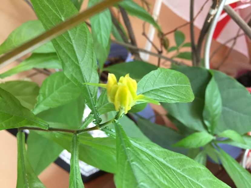 EWVV6932 - FLORILE MELE 2018
