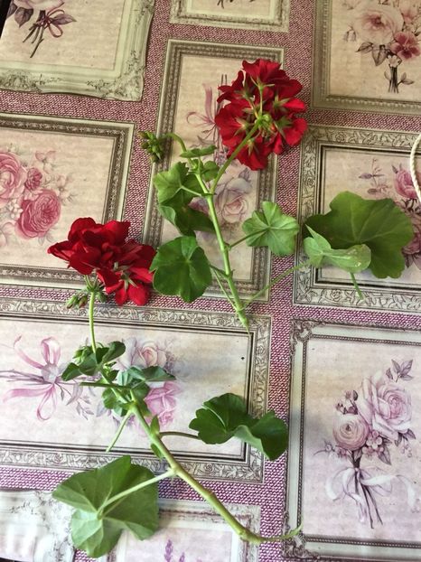 IRIL4740 - FLORILE MELE 2018