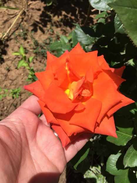 OCQY2749 - FLORILE MELE 2018