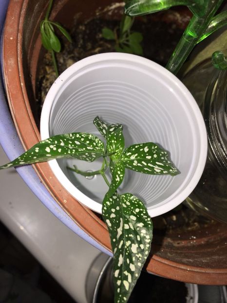 RPFX8579 - FLORILE MELE 2018