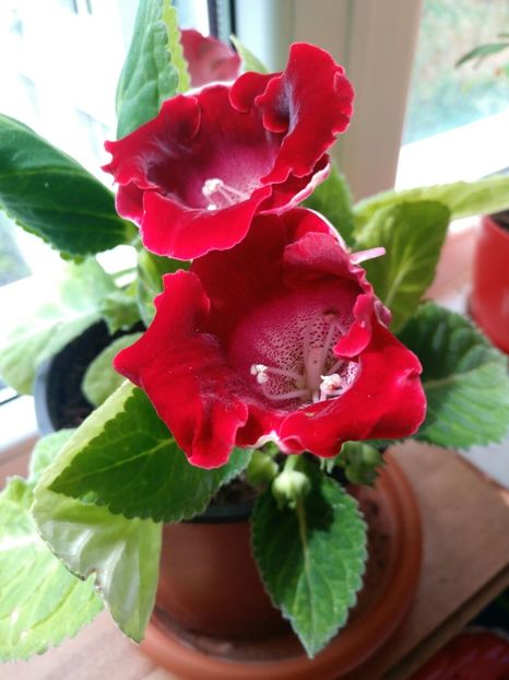 SXND6139 - FLORILE MELE 2018