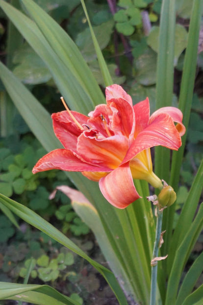  - Hemerocallis 2018- 2019