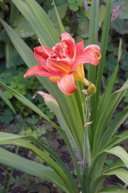  - Hemerocallis 2018- 2019