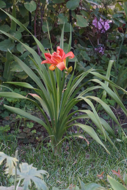  - Hemerocallis 2018- 2019