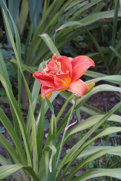  - Hemerocallis 2018- 2019