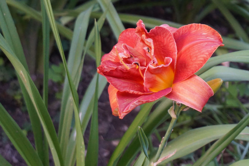  - Hemerocallis 2018- 2019