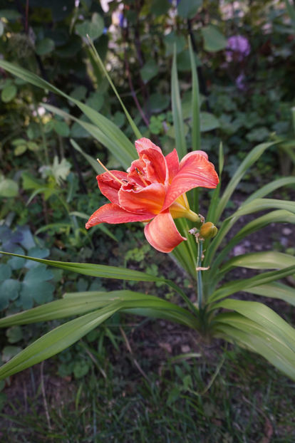  - Hemerocallis 2018- 2019
