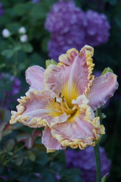  - Hemerocallis 2018- 2019