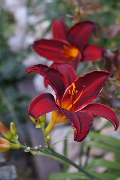  - Hemerocallis 2018- 2019