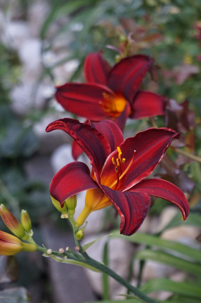  - Hemerocallis 2018- 2019