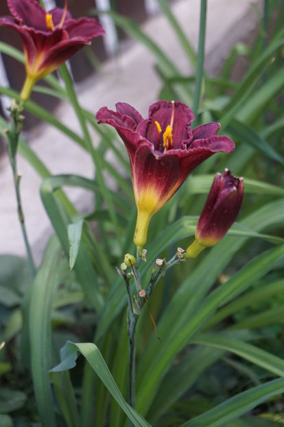 Obsidian - Hemerocallis 2018- 2019
