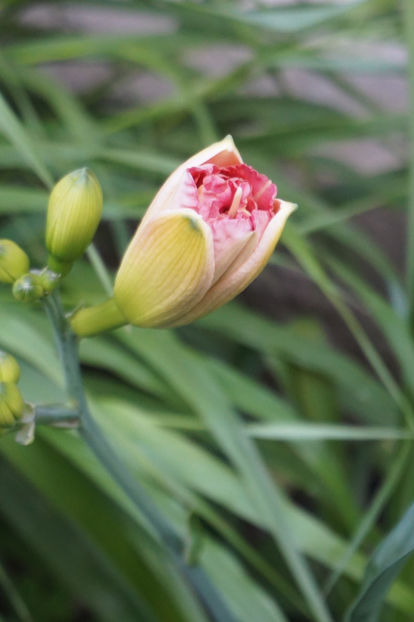Lacy Doll - Hemerocallis 2018- 2019