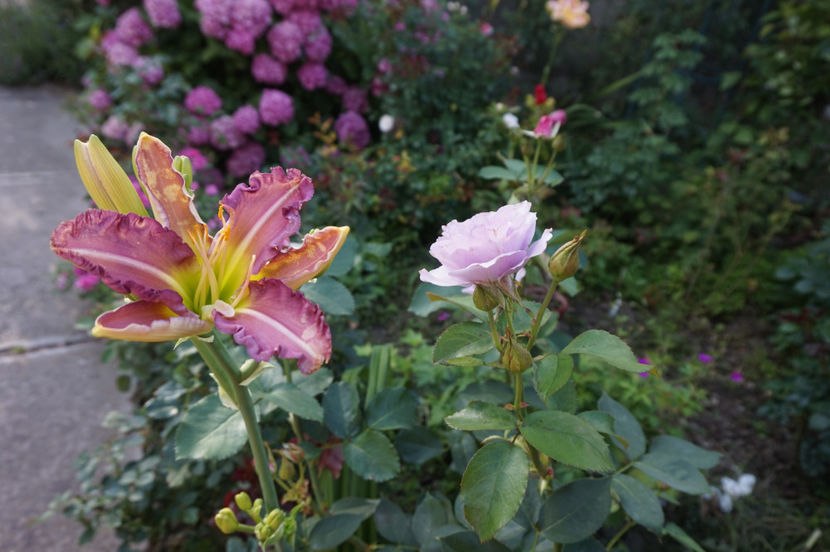 Regency Heights - Hemerocallis 2018- 2019