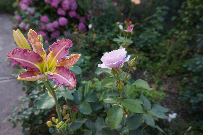  - Hemerocallis 2018- 2019