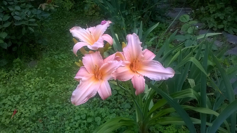  - Hemerocallis 2018- 2019