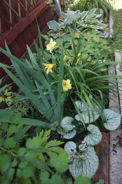  - Hemerocallis 2018- 2019