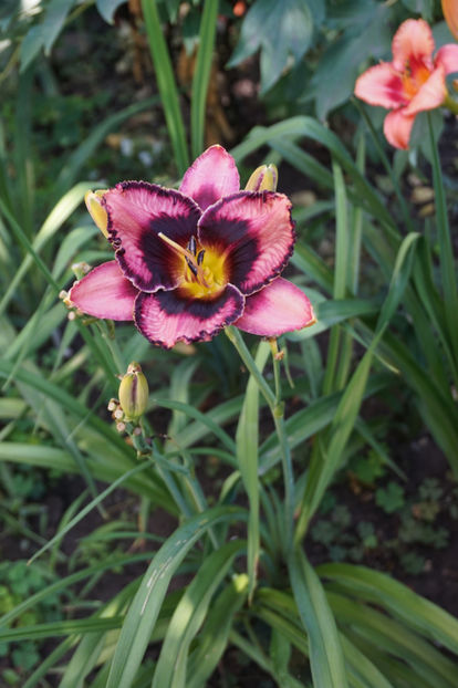  - Hemerocallis 2018- 2019