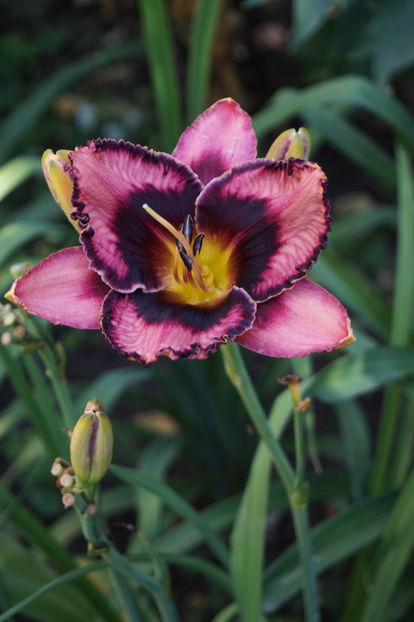  - Hemerocallis 2018- 2019