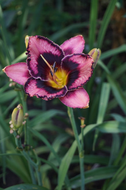  - Hemerocallis 2018- 2019