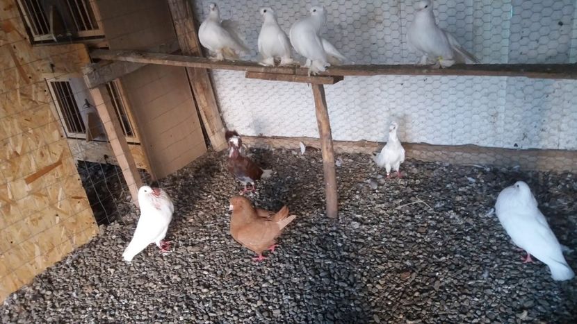 IMG-20180610-WA0118 - 06 Kingi 2018