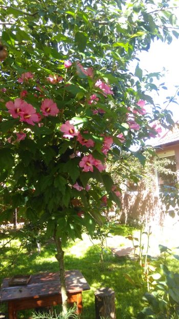 Hibiscus - Arbusti ornamentali !