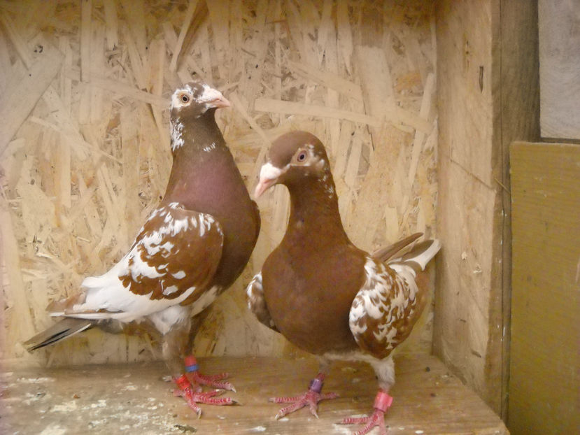 PER.2 - PORUMBEI VANDUTI