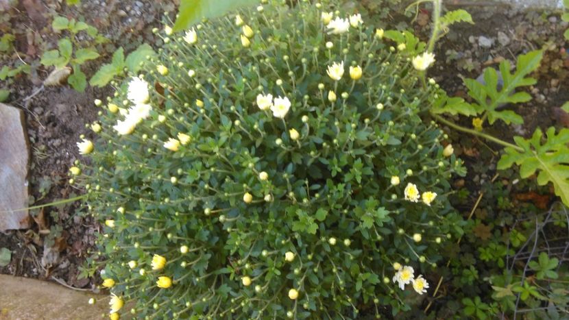Crizantema pitica, - Floricele primavara-vara !
