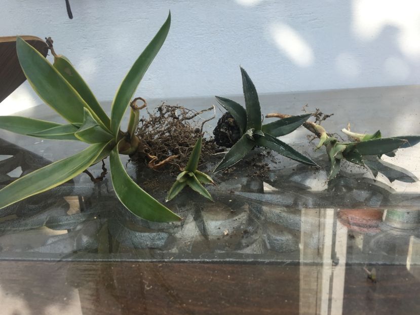  - Agave schimb sau de vanzare