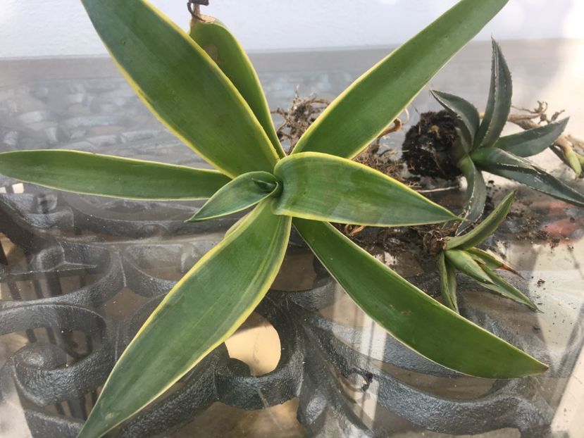  - Agave schimb sau de vanzare