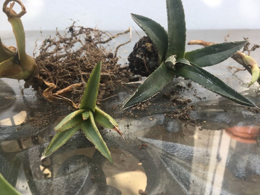  - Agave schimb sau de vanzare